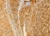 MAF6278 AHR rabbit polyclonal Primary Antibody 
