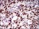 KIAA1967 Primary Antibody MP20439 [M1A9G12]