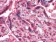 NME1 Primary Antibody MP30051 [M4B2]