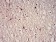 GFAP Primary Antibody MP30108 [M6A6]