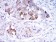 SCGB2A2 Primary Antibody MP30126 [M3C8]