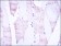 OLIG2 Primary Antibody MP30167 [M1G11]