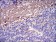 FGG Primary Antibody MP30271 [M4H9]