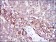FGG Primary Antibody MP30271 [M4H9]