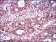T Primary Antibody MP30430 [M1H9A2]
