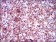 PSAP Primary Antibody MP30444 [M4D5F4]