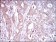 CD93 Primary Antibody MP30570 [M1A10E10]