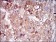 PON1 Primary Antibody MP30571 [M4G8A12]