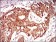 PON1 Primary Antibody MP30572 [M4G8D3]