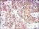 PON1 Primary Antibody MP30572 [M4G8D3]