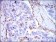 B2M Primary Antibody MP30596 [M3G5H8]