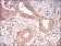 EIF2A Primary Antibody MP30599 [M3A7B11]