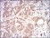 B2M Primary Antibody MP30600 [M4G5A1]