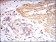 B2M Primary Antibody MP30600 [M4G5A1]