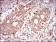 PRKAG1 Primary Antibody MP30601 [M4A1G9]