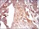 SDC1 Primary Antibody MP30602 [M1A3H4]