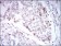 TERF2 Primary Antibody MP30607 [M3H6B4]