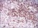 CD68 Primary Antibody MP30621 [M3F7D3]
