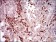 CD68 Primary Antibody MP30621 [M3F7D3]