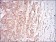 MSTN Primary Antibody MP30626 [M6E4B2]