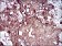 DSG3 Primary Antibody MP30627 [M6G2C11]