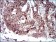 PDK2 Primary Antibody MP30655 [M3F2C4]