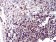 CD6 Primary Antibody MP30746 [M5A10A2]