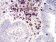 CD6 Primary Antibody MP30746 [M5A10A2]
