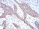 NOX4 Primary Antibody MP30754 [M3H2G11]