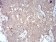 NOX4 Primary Antibody MP30754 [M3H2G11]
