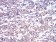 GNAS Primary Antibody MP30781 [M2A2B7]