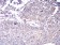 GNAS Primary Antibody MP30781 [M2A2B7]