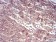 TTR Primary Antibody MP30784 [M2E10C5]