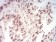 WTAP Primary Antibody MP30788 [M6B6B6]