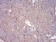 RALA Primary Antibody MP30834 [M4G8C7]