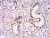 LRP1 Primary Antibody MP30876 [M1C8G6]