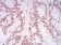 HIST2H4A(20Me) Primary Antibody MP30886 [M3E7D9]