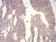WNT3A Primary Antibody MP30902 [M1E6G4]