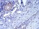 CBX5 Primary Antibody MP30923 [M1B10B2]