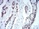 CBX5 Primary Antibody MP30936 [M2H4E9]