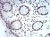 CBX5 Primary Antibody MP30936 [M2H4E9]
