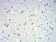 IL28A Primary Antibody MP30939 [M7B9A4]
