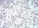 IL28A Primary Antibody MP30939 [M7B9A4]