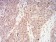 AKT1 Primary Antibody MP30997 [M1F7G2]