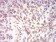 LMNB2 Primary Antibody MP31003 [M2E2F4]