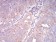 SEC31A Primary Antibody MP31004 [M5D12C6]