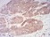 PYCARD Primary Antibody MP31009 [M1C3D7]