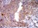TLR9 Primary Antibody MP31036 [M1B12H2]