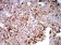 TLR9 Primary Antibody MP31036 [M1B12H2]