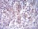 IghA1 Primary Antibody MP31070 [M7D5F12]